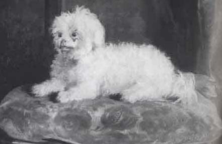 1845 HAVANESE