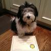 Keefer AKC S.T.A.R award