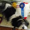 Keefer's first day doing AKC Agility and he is a winner!