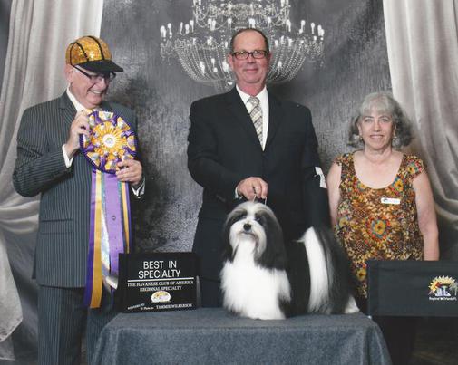 bellatak havanese bellatak home bellatak havanese bellatak home