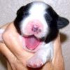 Newborn Max yawning