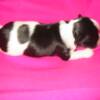 Queenie 1 week old