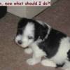 4 weeks old