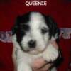 Queenie 4 weeks old
