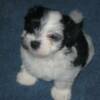 9 weeks old